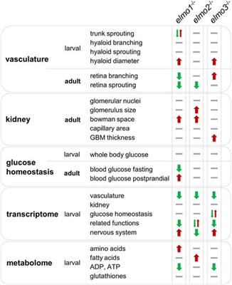 Comparative Morphological, Metabolic and Transcriptome Analyses in elmo1−/−, elmo2−/−, and elmo3−/− Zebrafish Mutants Identified a Functional Non-Redundancy of the Elmo Proteins